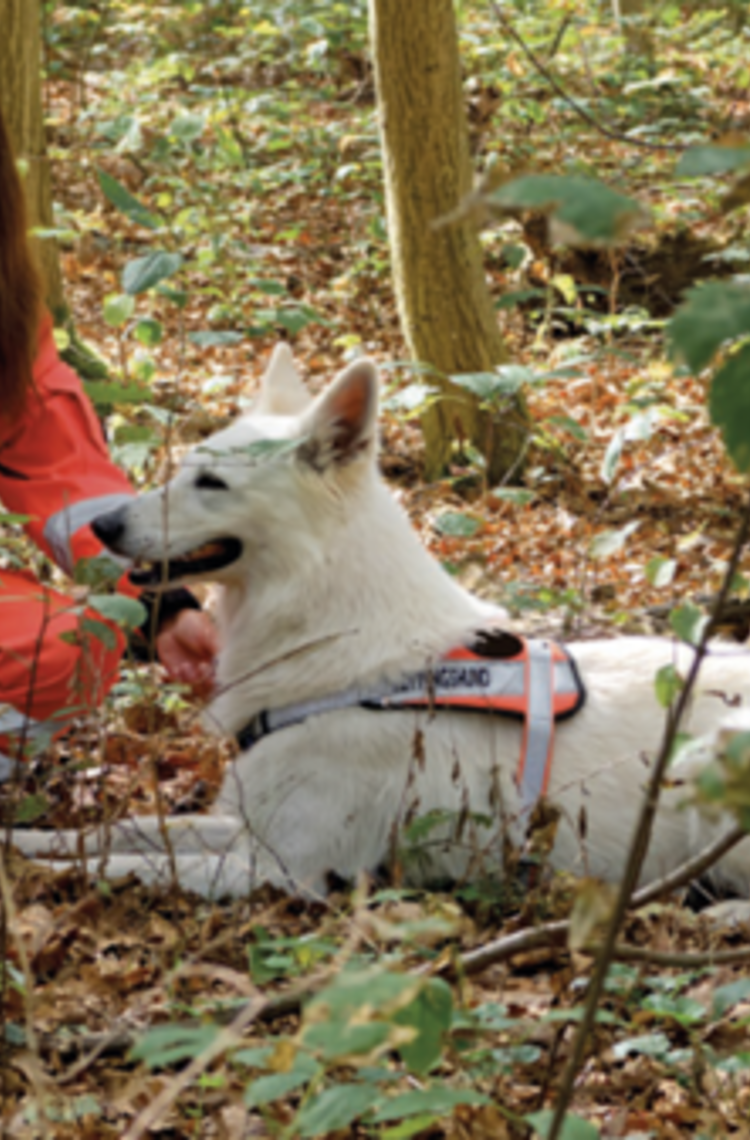 bavarian_rescue_dog_team_using_agnet bavarian_rescue_dog_team_using_agnet